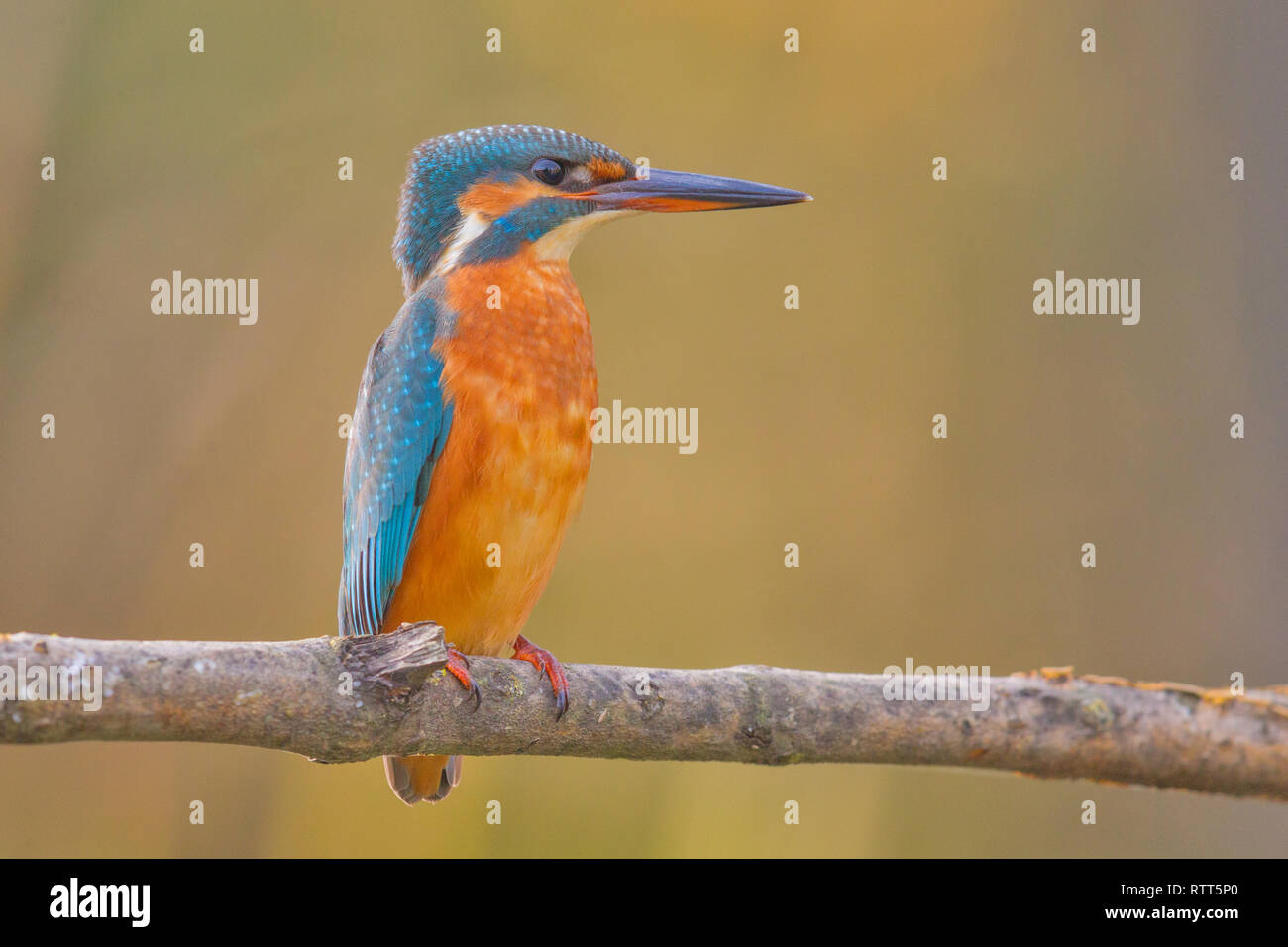 Common kingfisher (Alcedo atthis) seduto su un ramo Foto Stock