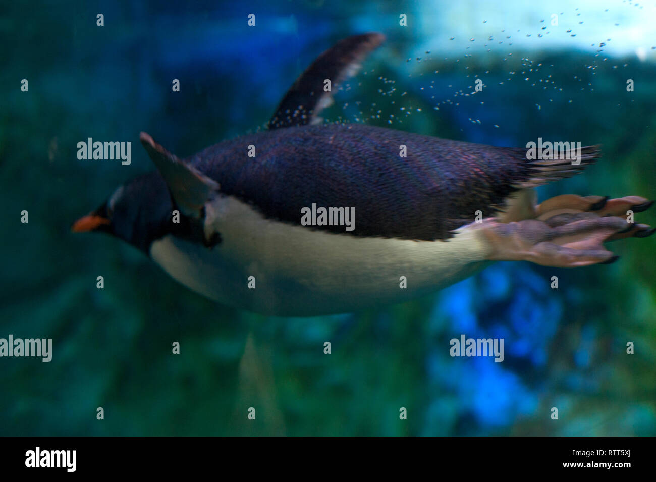 Anatre, in Svezia, Foto Stock