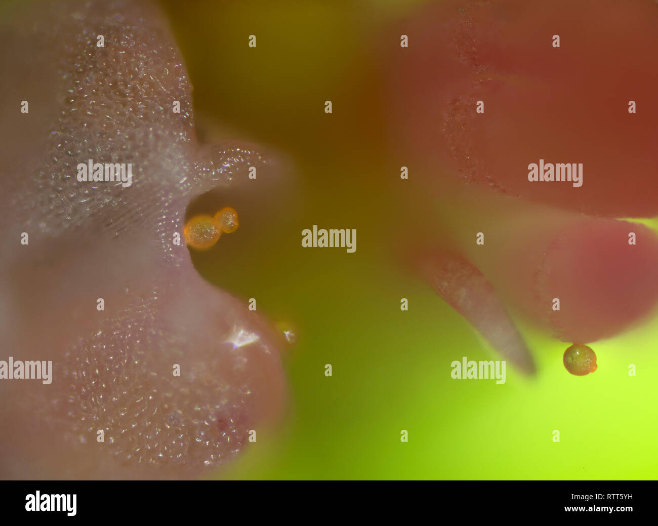 Il polline, in polvere, polvere, sostanza microgametophytes, sementi, piante, gameti, sporopollenin, allergie,allergica, malattie, hypersensitivit Foto Stock
