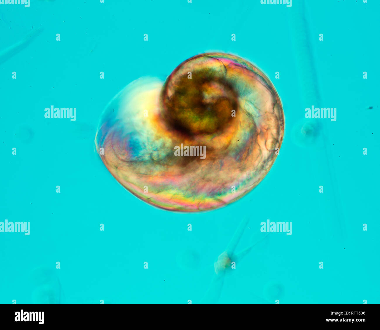 Micro, microscopio, strumento, microscopia, scienza, investigando, piccoli oggetti, strutture, piccolo, microgrammo, Codifica, carattere, set, prefisso si, Foto Stock