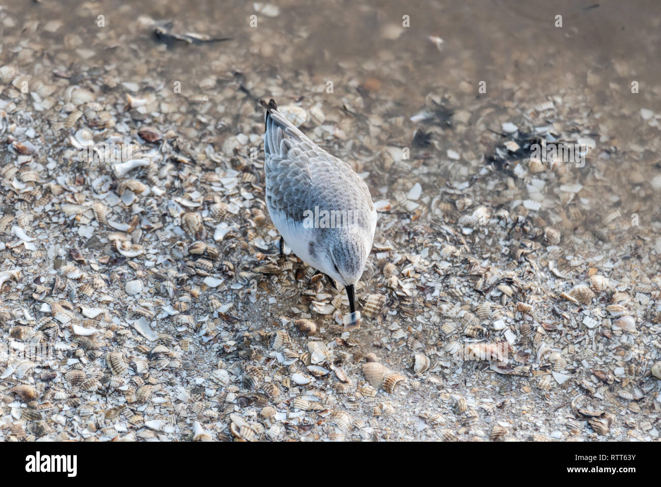 Rovistando Sanderling Foto Stock