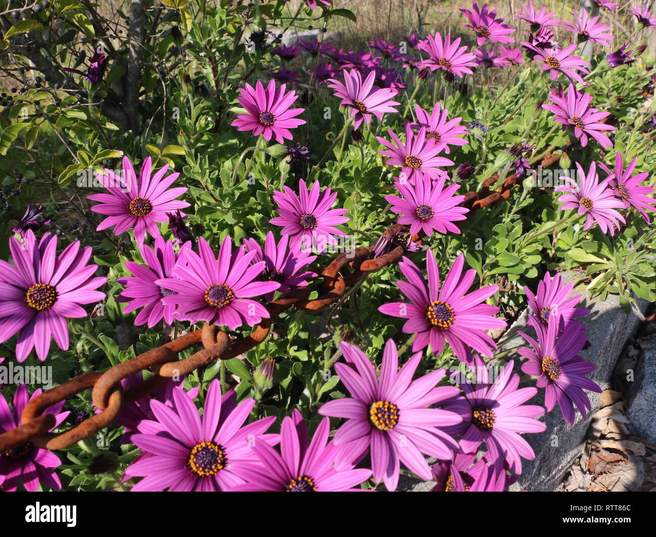 Rosa in fiore fiori da giardino catturato all'inizio della primavera, a luce diurna, prese a primavera tempo di picco. Catena arrugginito in prespective creative Foto Stock