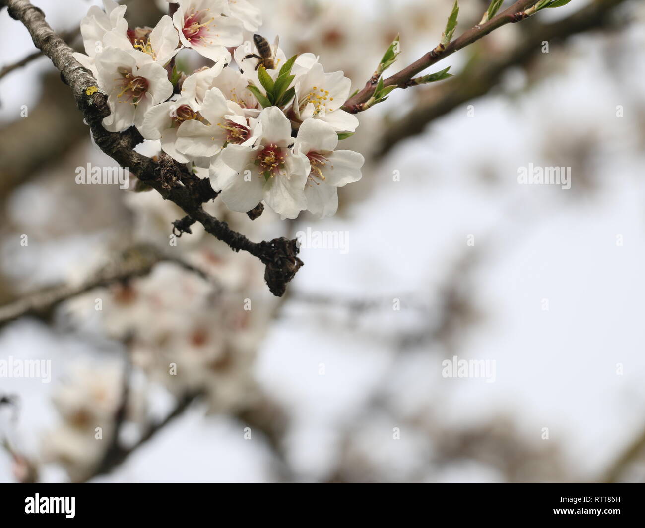 Fiori che sbocciano catturato all'inizio della primavera, la molla prima a luce diurna, immerso e sommerso nel mezzo di bellissimi fiori Foto Stock