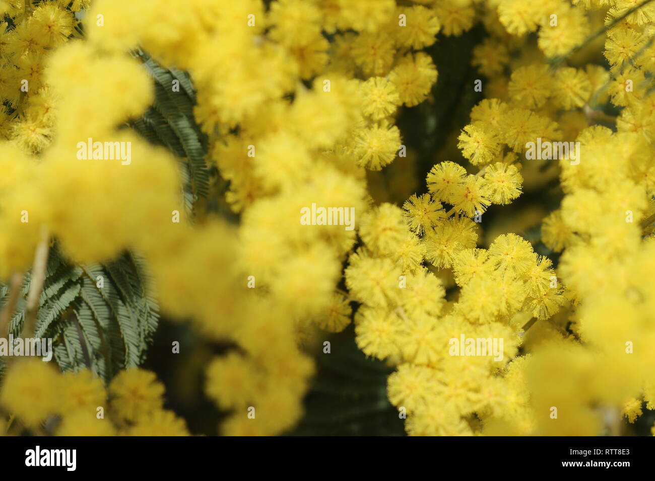 Numerose giallo fiori selvatici catturati all'inizio della primavera, a luce diurna, immerso e sommerso nel mezzo di questo molti bellissimi fiori Foto Stock