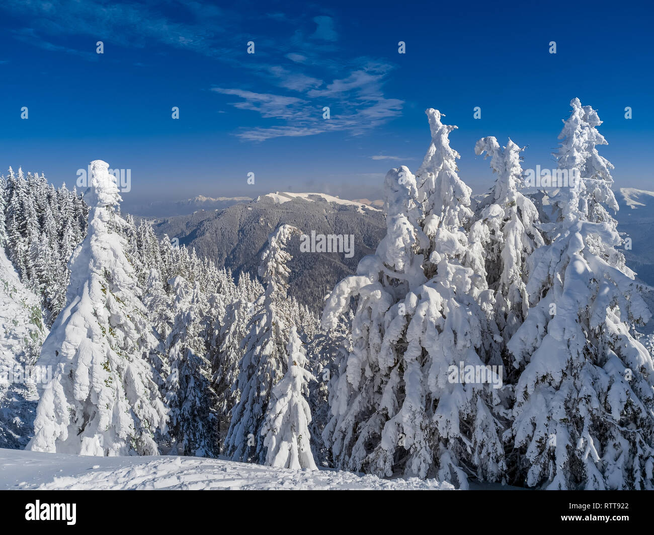 Winter Wonderland Paesaggio Sfondo Di Natale Con Alberi Coperti Di Neve Cielo Blu Chiaro Per Copiare Il Testo E Montagne Ciucas In Brasov Romania Fa Foto Stock Alamy