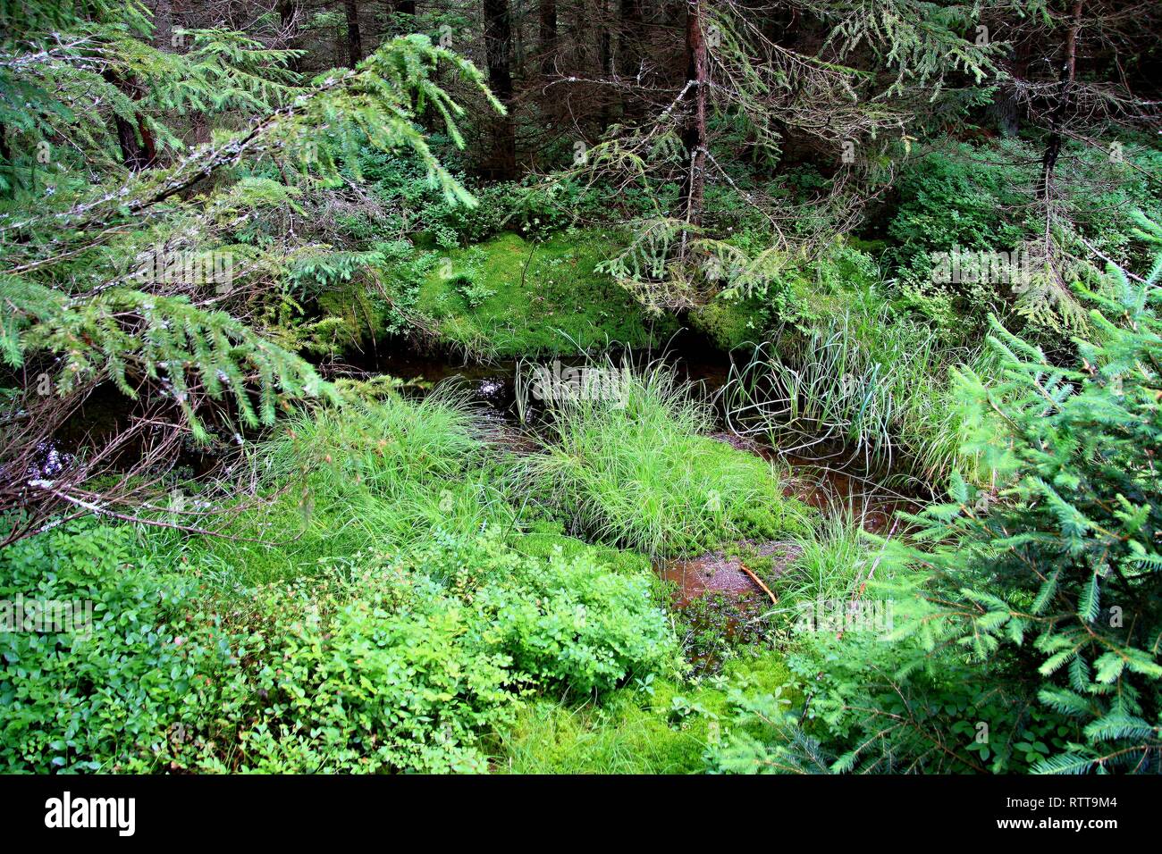 Riserva naturale di Kladska nella Foresta di Slavkov, Regione di Karlovy Vary, Repubblica Ceca Foto Stock