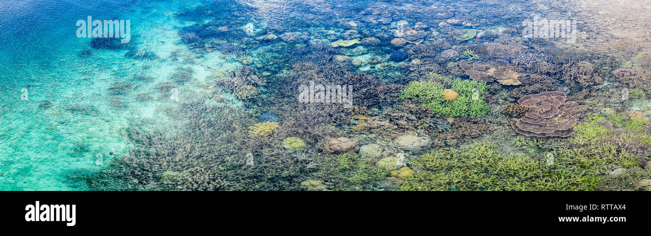 Vista aerea di una barriera corallina e fiorente in acque poco profonde, Raja Ampat isole, Papua occidentale, in Indonesia, Oceano Pacifico Foto Stock