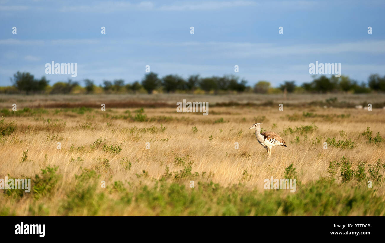 Kori bustard un grande volo di uccelli, fotografato nella savana della Namibia Foto Stock
