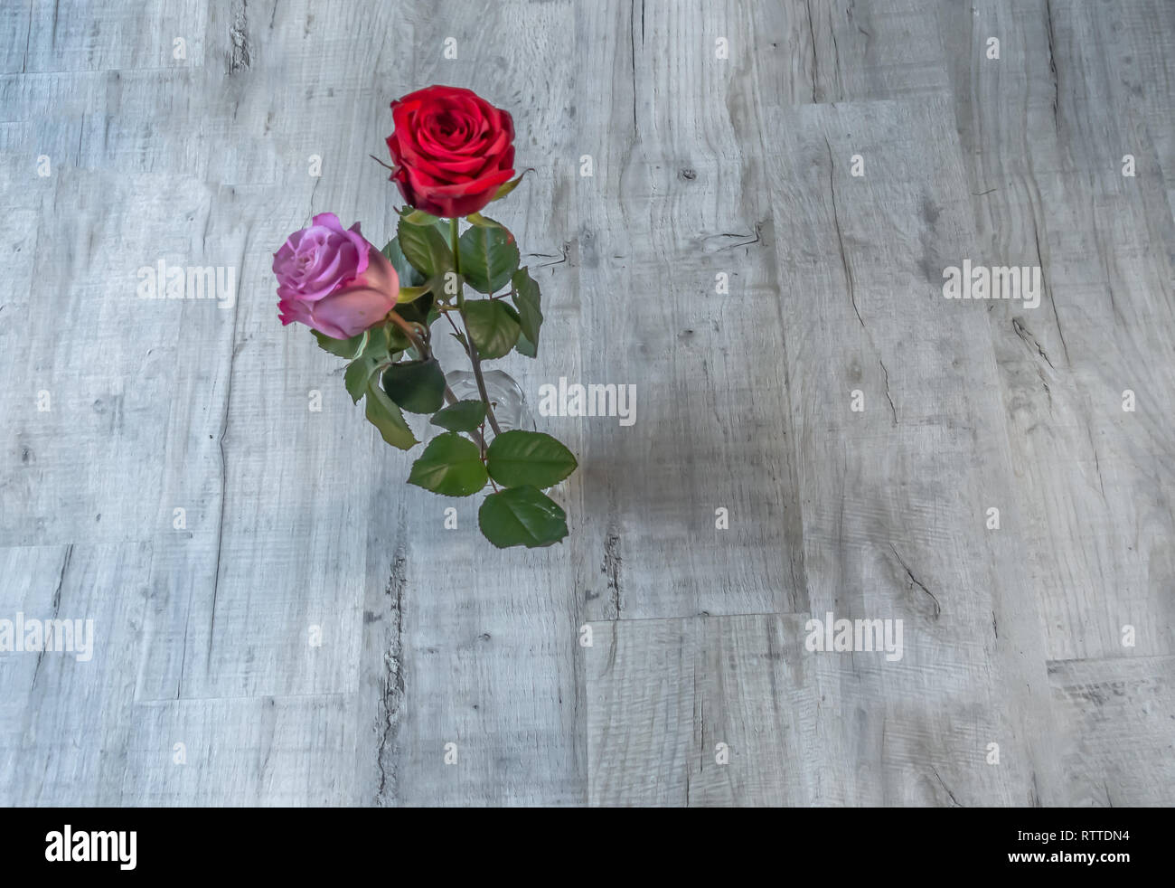 Scanner a superficie piana di colpo due rose fiore su un grigio Sfondo di legno. Risorse grafiche shot con spazio tutto intorno al centro di Roses. Foto Stock