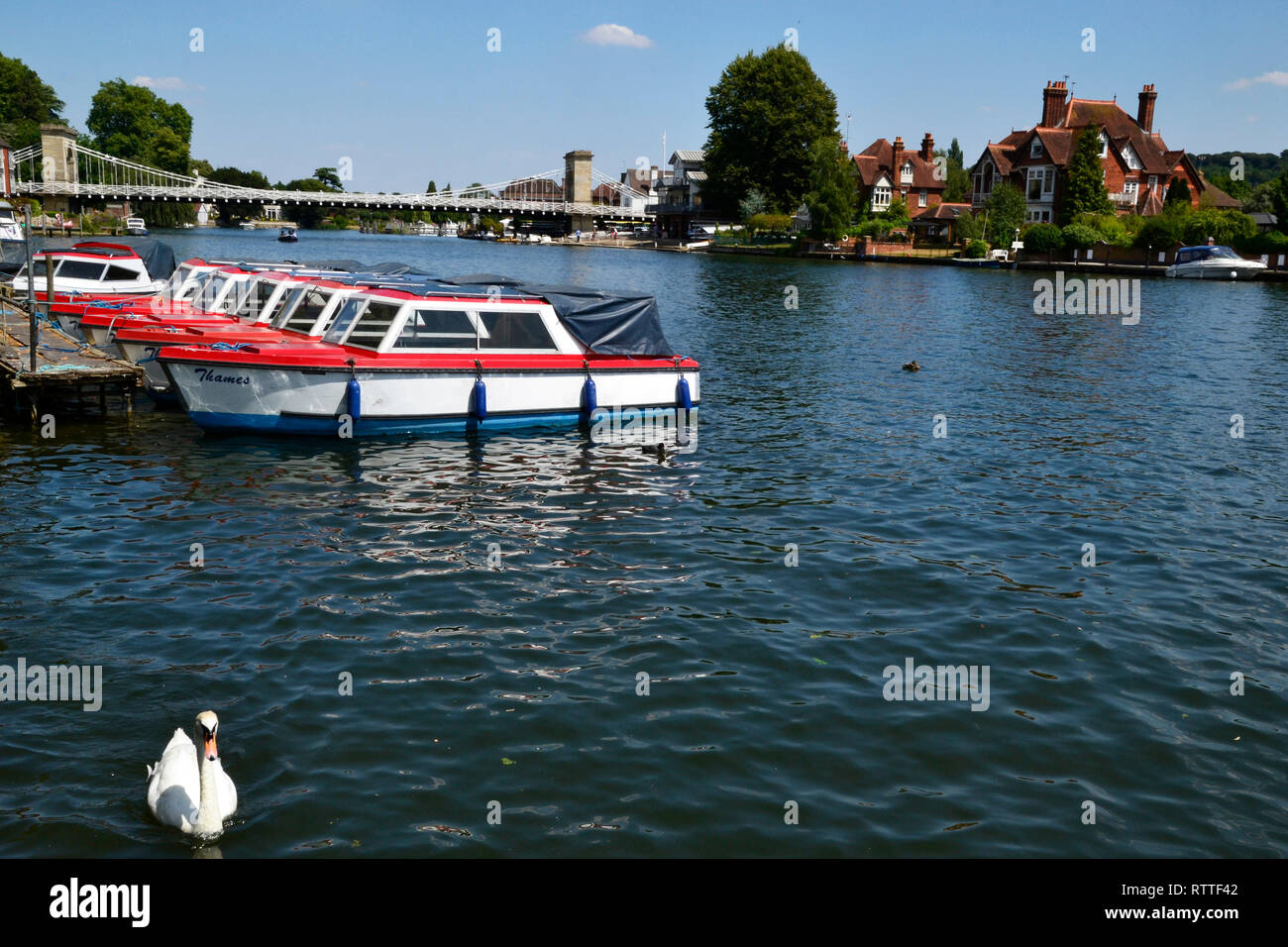Noleggio barche ormeggiate sulla riva del fiume Tamigi a Marlow, Buckinghamshire, Inghilterra, Regno Unito. Marlow Bridge in distanza. Foto Stock