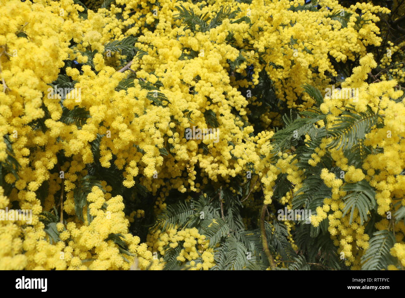 Numerose giallo fiori selvatici catturati all'inizio della primavera, a luce diurna, immerso e sommerso nel mezzo di questo molti bellissimi fiori Foto Stock