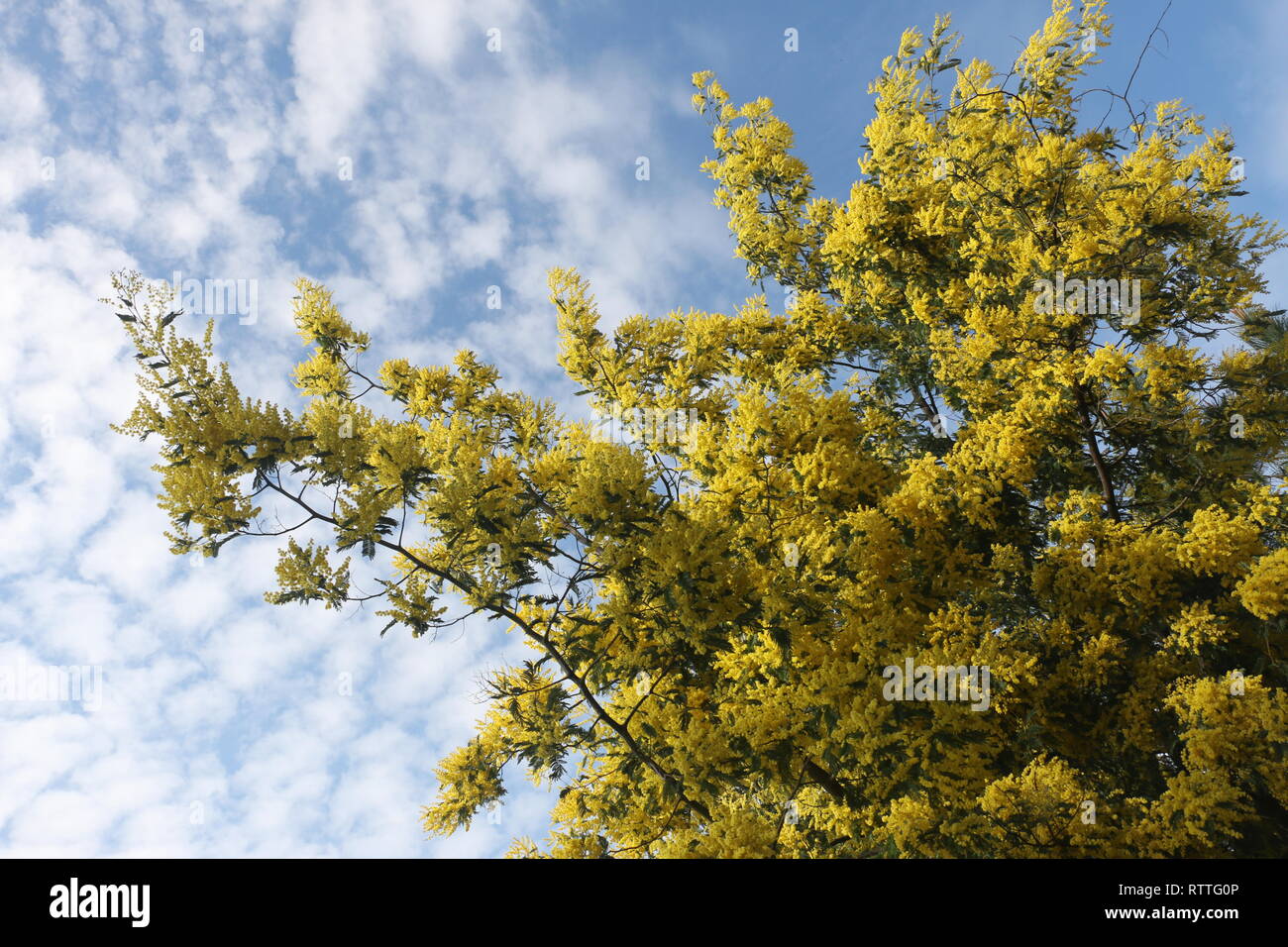 Numerose giallo fiori selvatici catturati all'inizio della primavera, a luce diurna, immerso e sommerso nel mezzo di questo molti bellissimi fiori Foto Stock