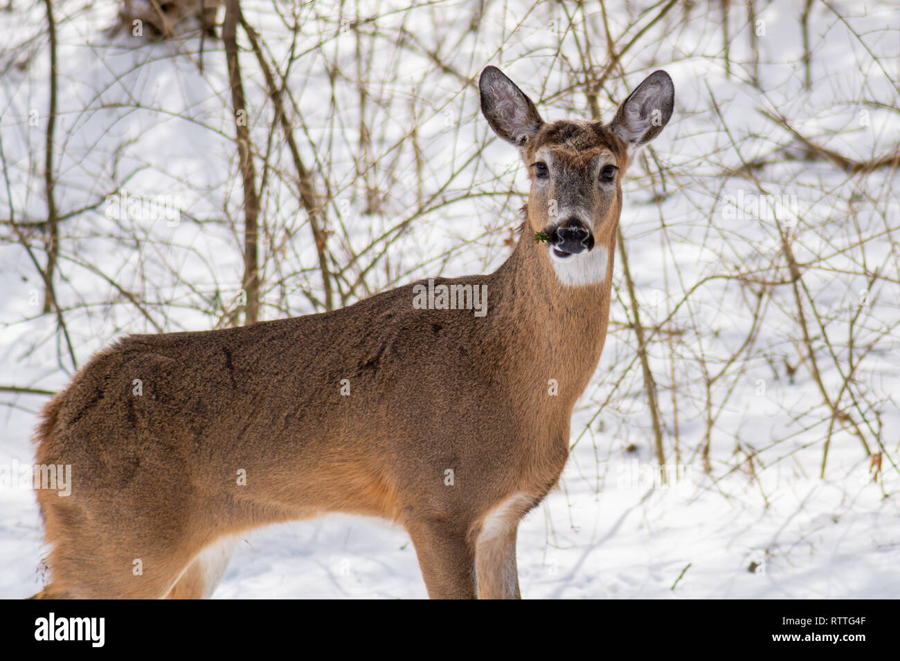 White Tailed Deer (Odocoileus virginianus) mangiare yew in inverno. Foto Stock