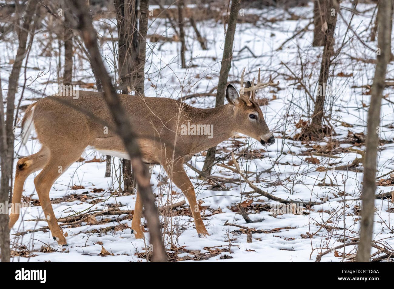 White Tailed Deer (Odocoileus virginianus) buck con corna d'inverno. Foto Stock