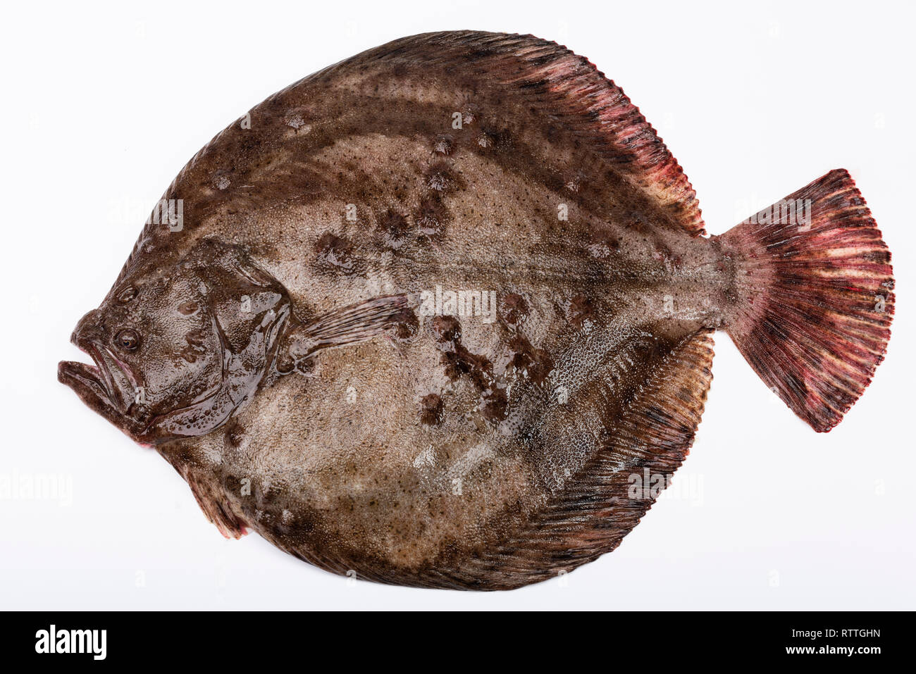 Rombo chiodato Pesce ( Scophthalmus maximus ) Foto Stock
