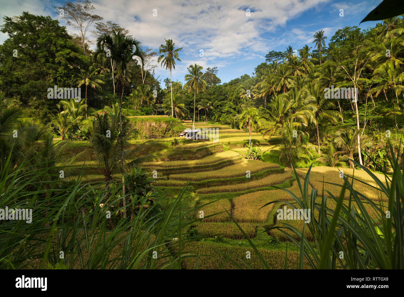 Tegallalang terrazze di riso, Ubud, Bali, Indonesia Foto Stock