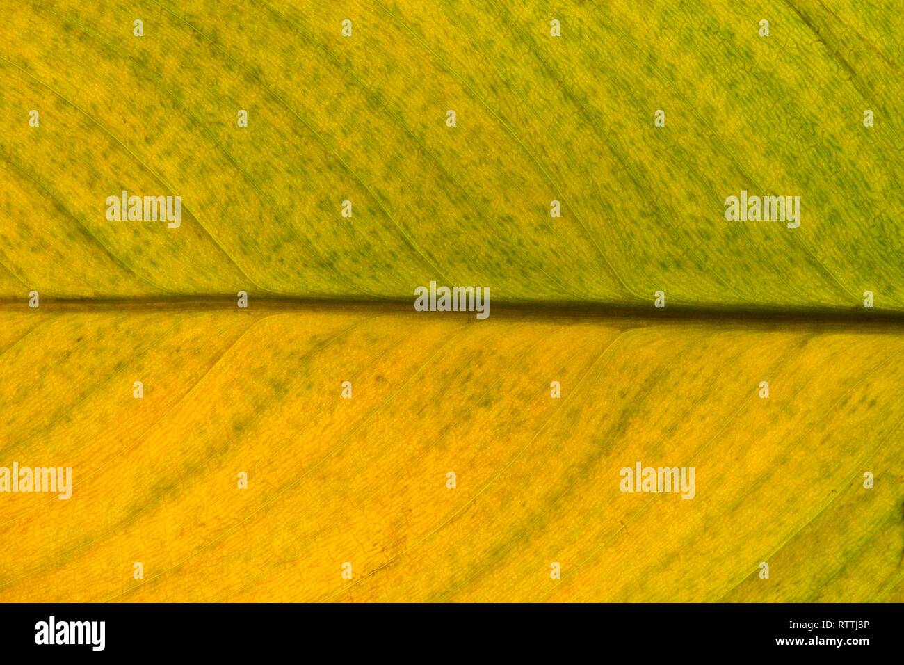 Un morente houseplant leaf che mostra le varie sfumature di verde e giallo con retro illuminazione, visto attraverso un obiettivo macro. Foto Stock