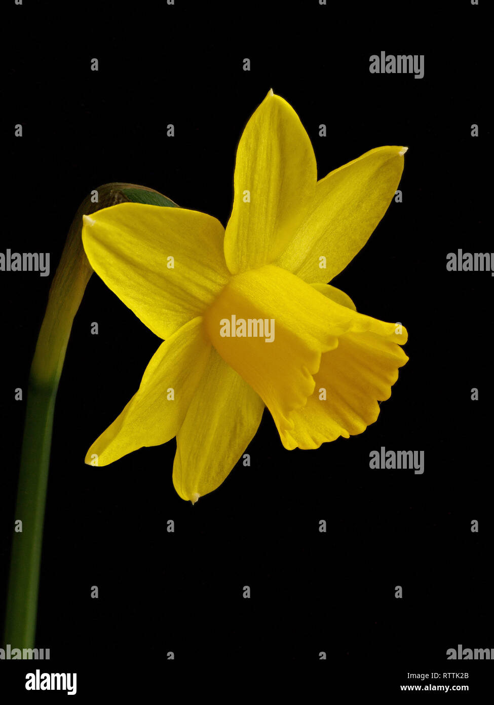 Focus impilati closeup di una singola miniatura di colore giallo brillante daffodil fiore (Narcissus Tete a Tete) isolato su sfondo nero. Foto Stock