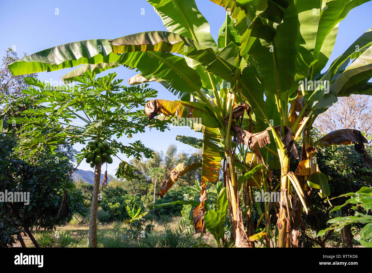 La Papaya e banana tree in Chiang Mai Thailandia Foto Stock