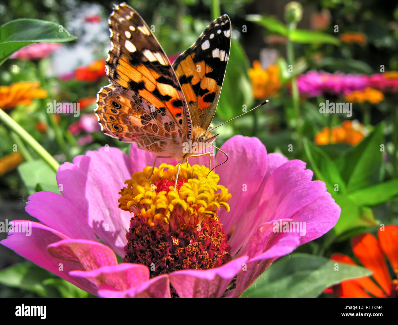 Farfalla monarca alimenta sulla rosa Zinnia fiore nel giorno di estate Foto Stock