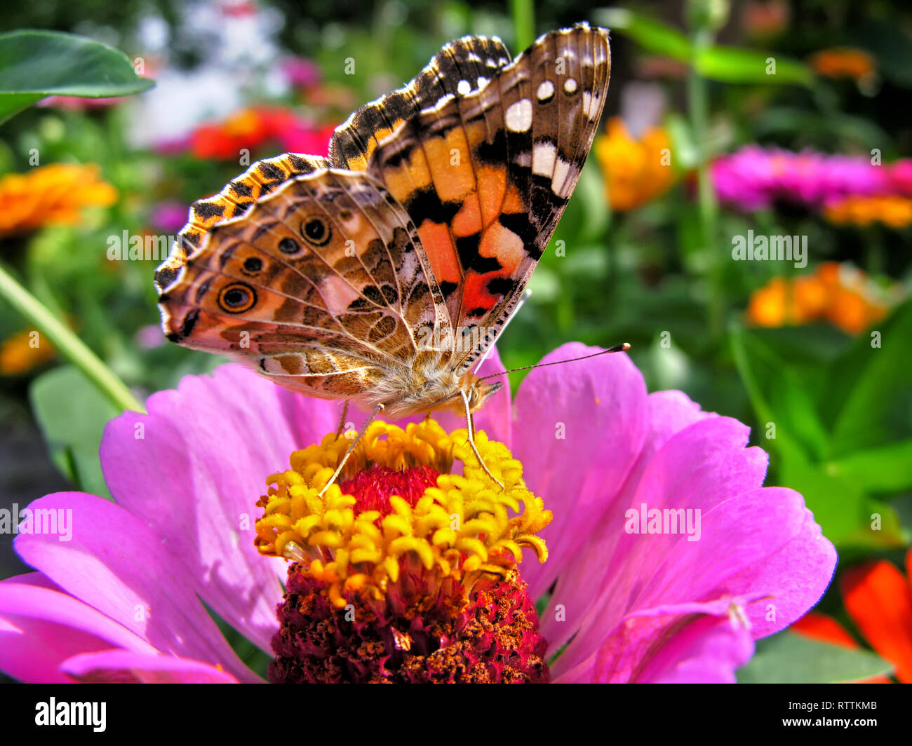 Farfalla monarca alimenta sulla rosa Zinnia fiore nel giorno di estate Foto Stock