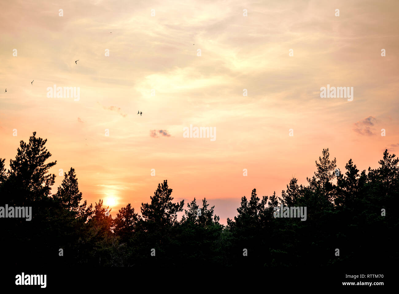 Bel tramonto su una foresta di pini, vista aerea. Estate colorato tramonto, tranquillo scenario stagionale. Foto Stock