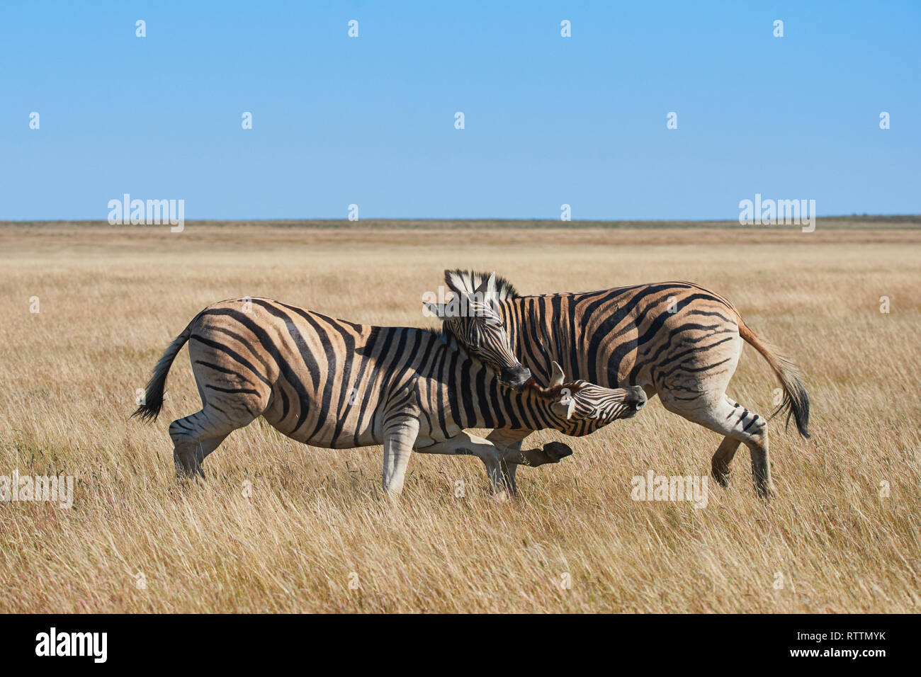 Due belle zebre combattimenti nella savana secca di Namibia Foto Stock