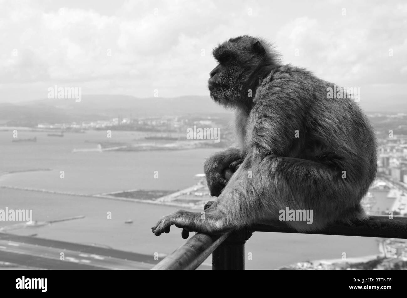 Barberia scimmia macaco che si affaccia su Gibilterra in bianco e nero Foto Stock