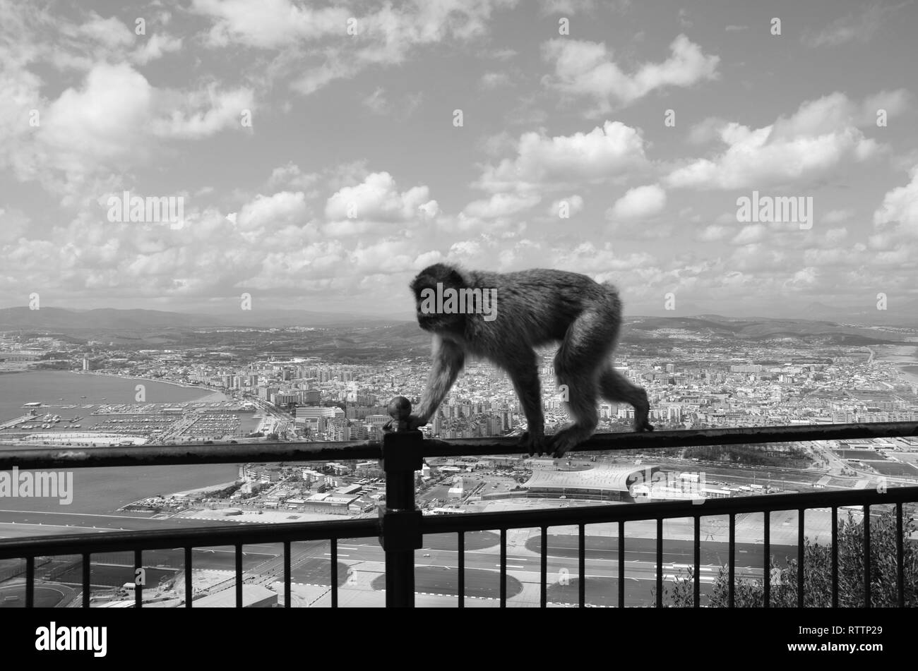 Barberia scimmia macaco passeggiate lungo ringhiere alte al di sopra di Gibilterra in bianco e nero Foto Stock