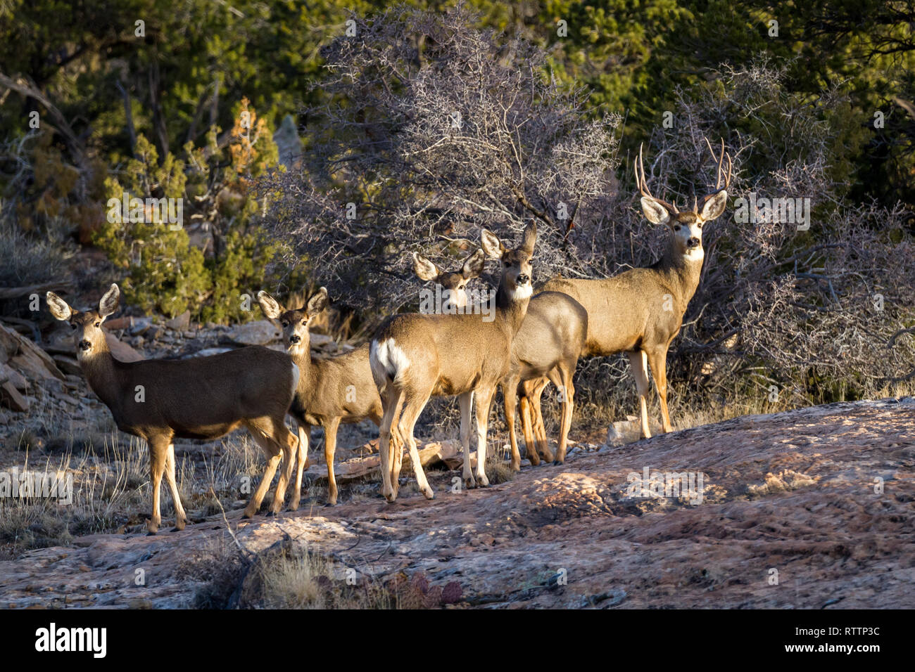 Mule Deer famiglia nel pomeriggio diretta luce solare in pietra arenaria rossa caratteristica del sud-ovest americano vicino a Blanding Utah Foto Stock