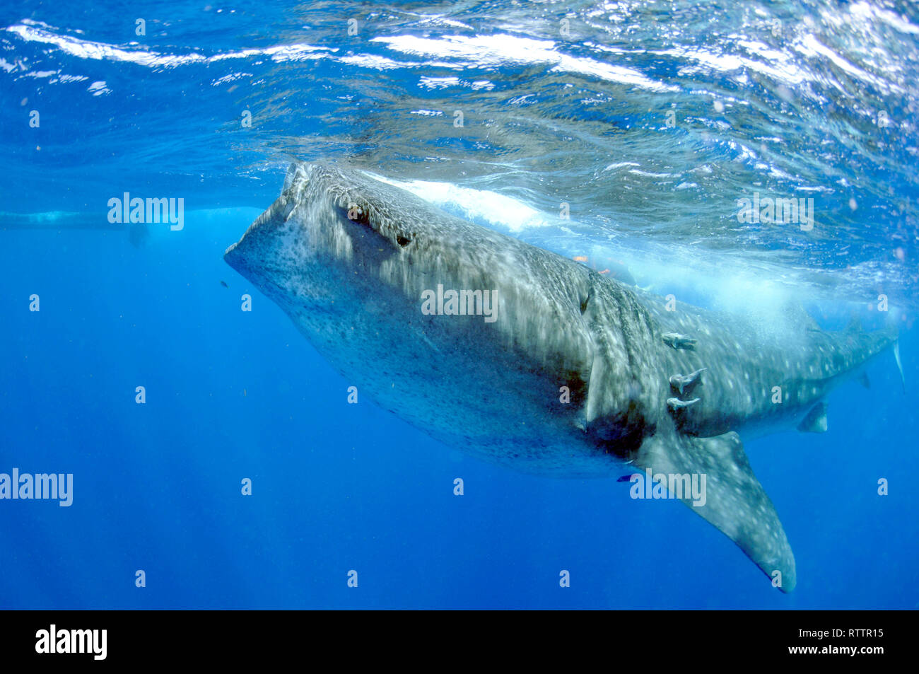 Squalo Balena, Rhincodon typus, Quintana-Roo, Messico, Mar dei Caraibi Foto Stock