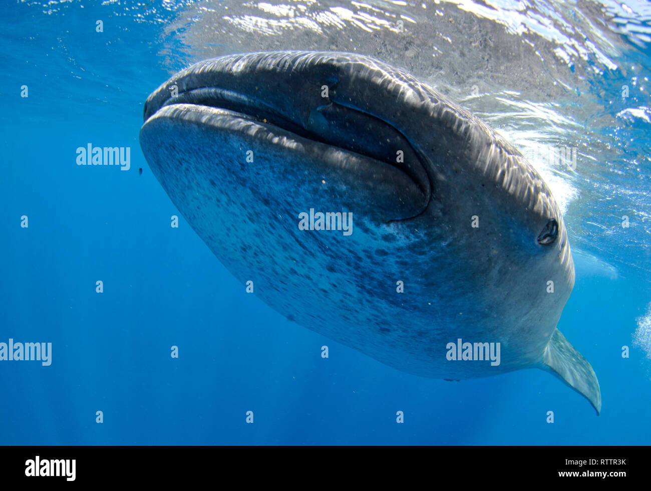 Squalo Balena, Rhincodon typus, Quintana-Roo, Messico, Mar dei Caraibi Foto Stock