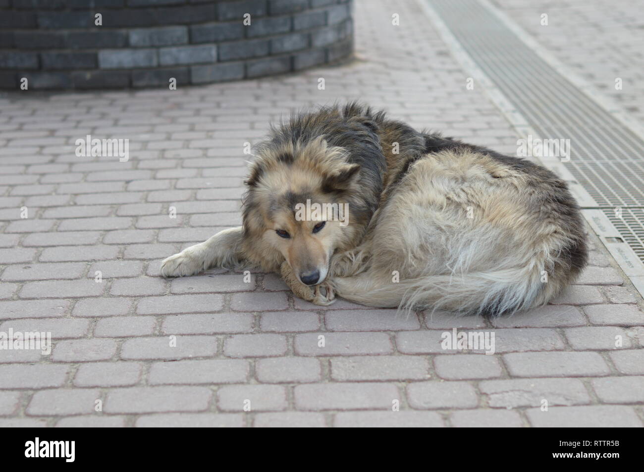 Cane peloso ​​of il Collie Razza, guarda la telecamera con strizzare gli occhi e giace sulla pavimentazione in lastre sulla strada della citta'. Foto Stock