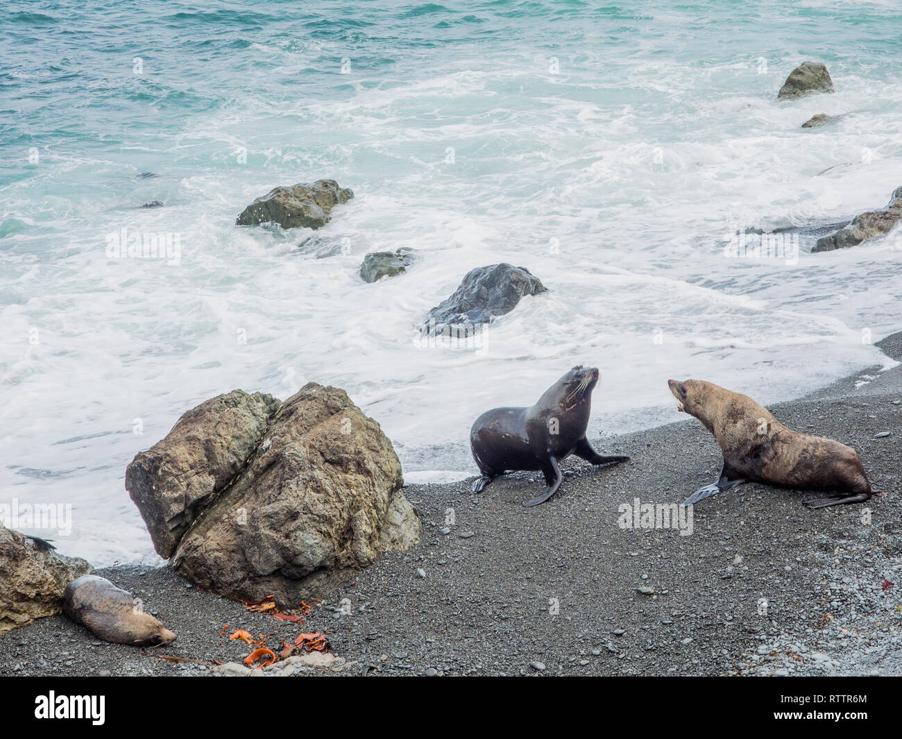 Nuova Zelanda le foche, sulla spiaggia rocciosa, Palliser Bay, Wairarapa, Nuova Zelanda Foto Stock