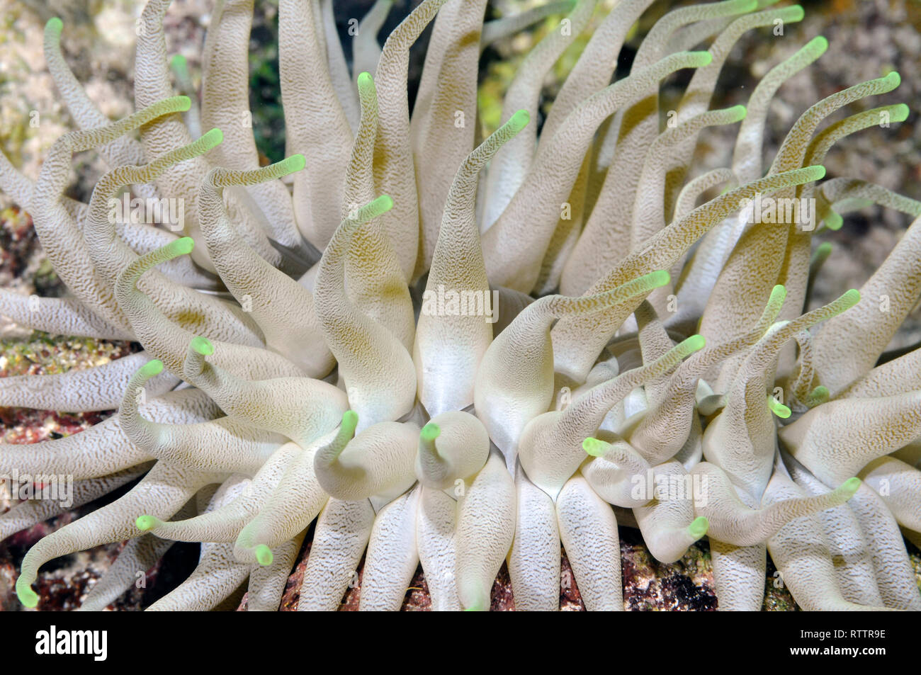 Anemone gigante, Condylactis gigantea, Cozumel, Messico, Caraibi Foto Stock
