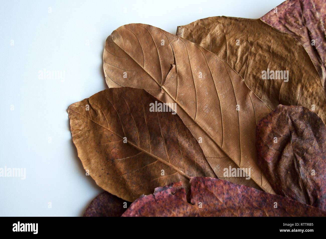 Il bronzo di foglie essiccate erbario su sfondo bianco Foto Stock