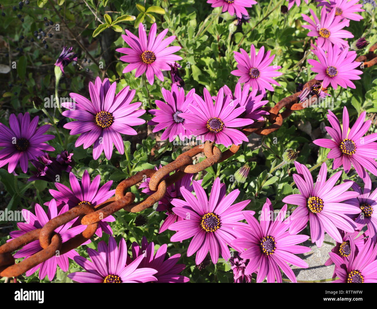 Rosa in fiore fiori da giardino catturato all'inizio della primavera, a luce diurna, prese a primavera tempo di picco. Catena arrugginito in prespective creative Foto Stock