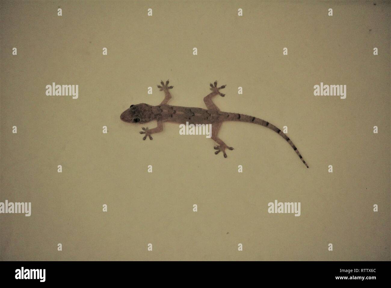 Casa tropicale Gecko (Hemidactylus mabouia) Diani BeachKenya Foto Stock