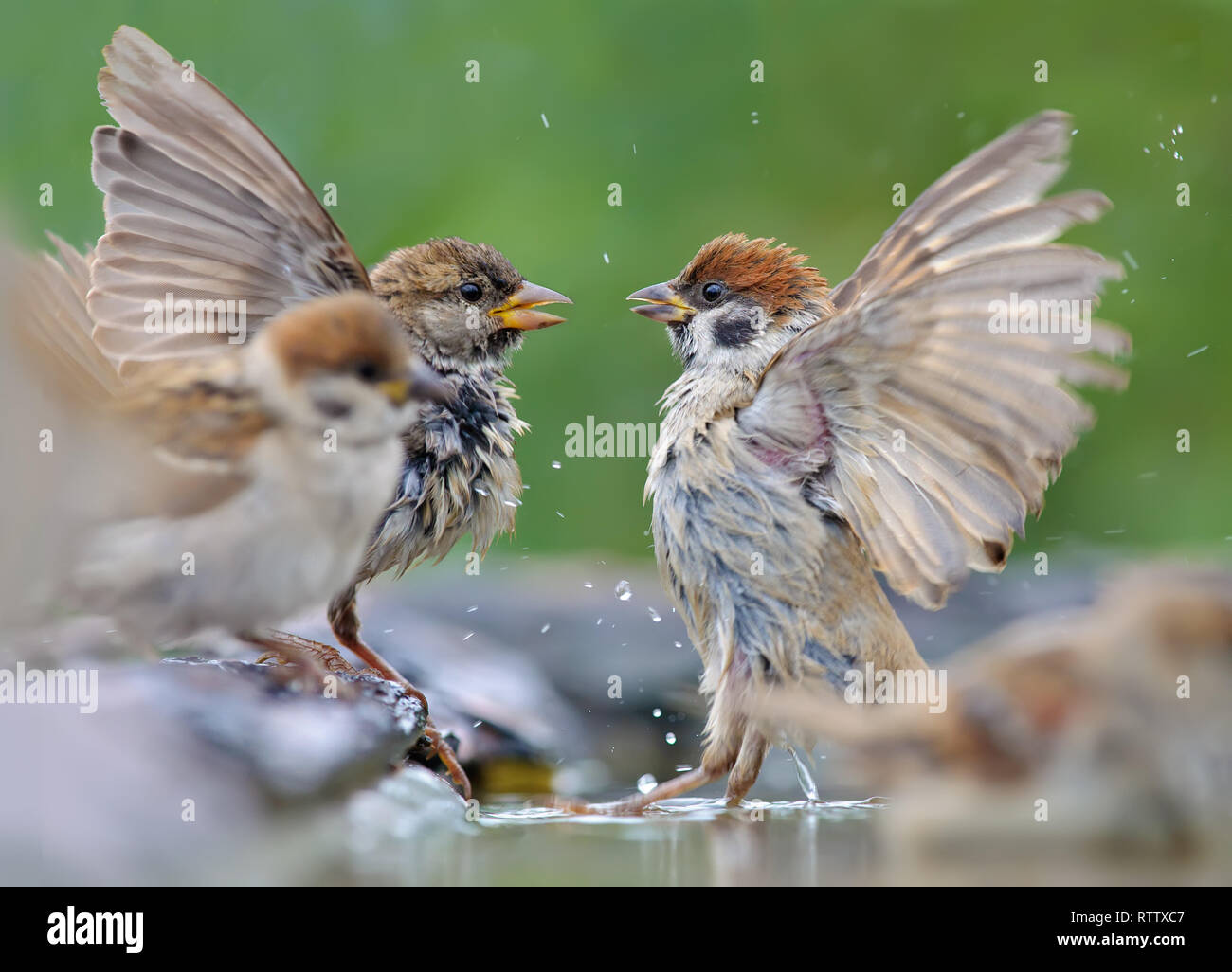 Casa passero e passera mattugia lotta in acqua con vista piena di ali Foto Stock