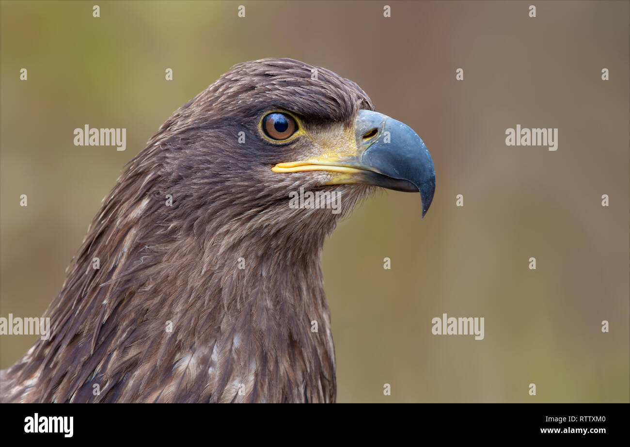 White-tailed eagle ritratto da distanza molto ravvicinata Foto Stock