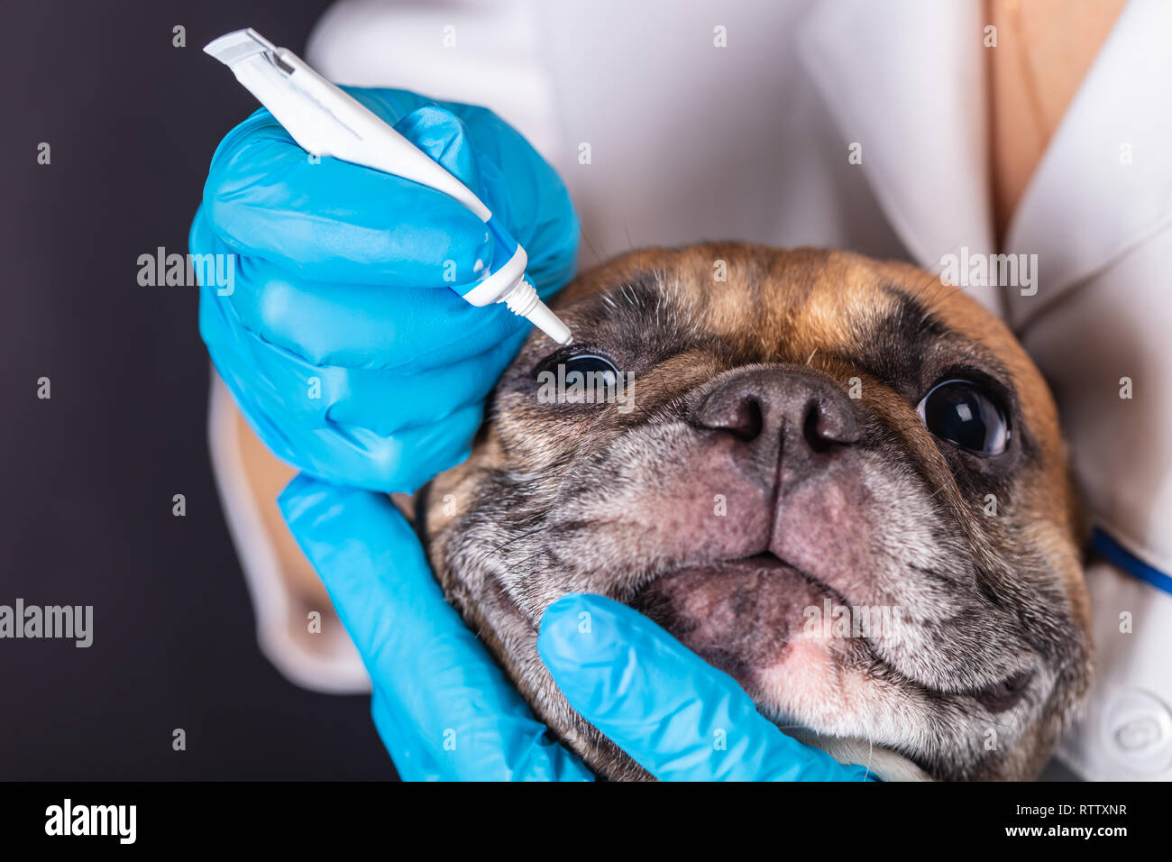 La medicina in un occhio di un cane bulldog francese Foto Stock