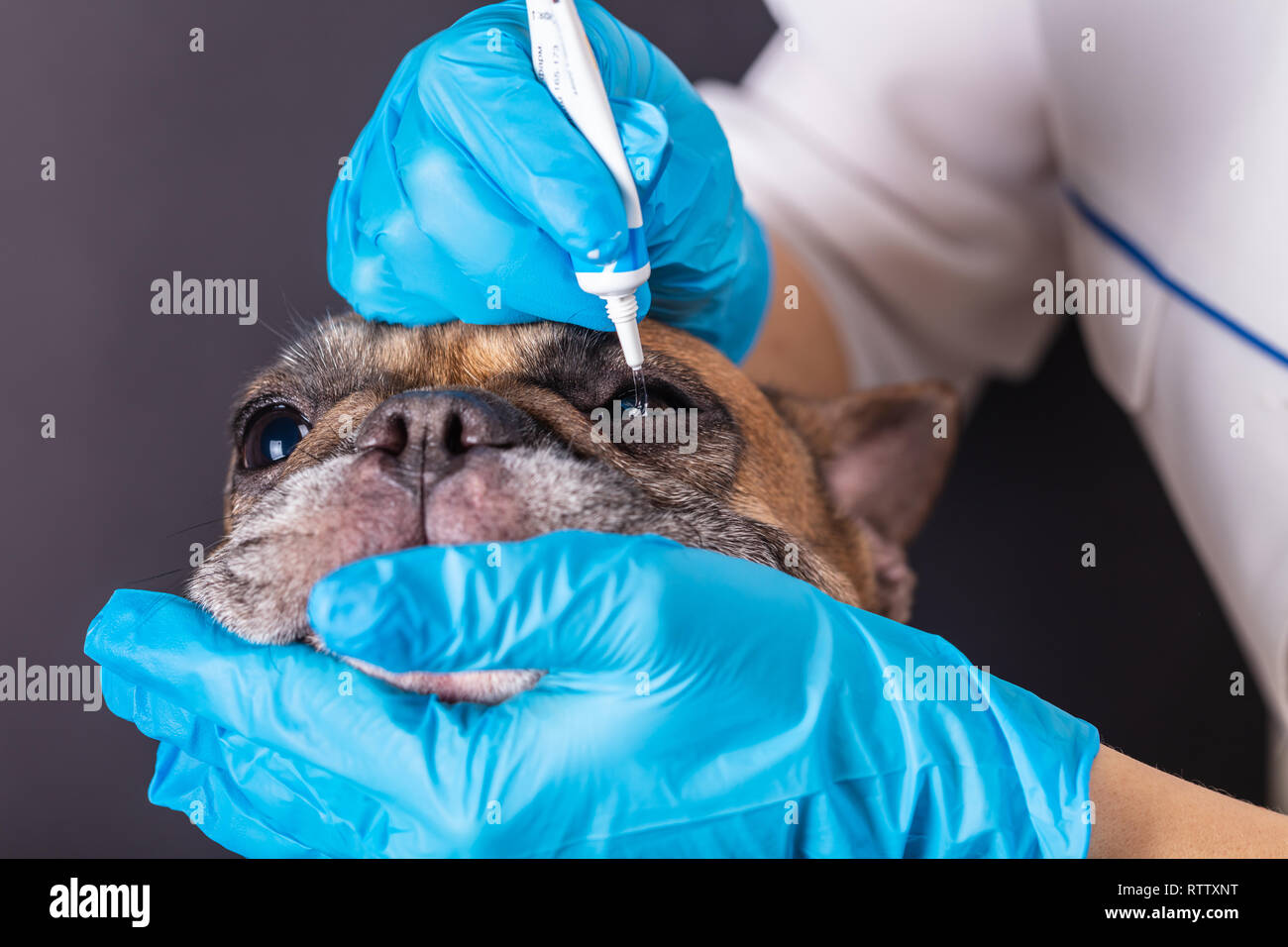 La medicina in un occhio di un cane bulldog francese Foto Stock