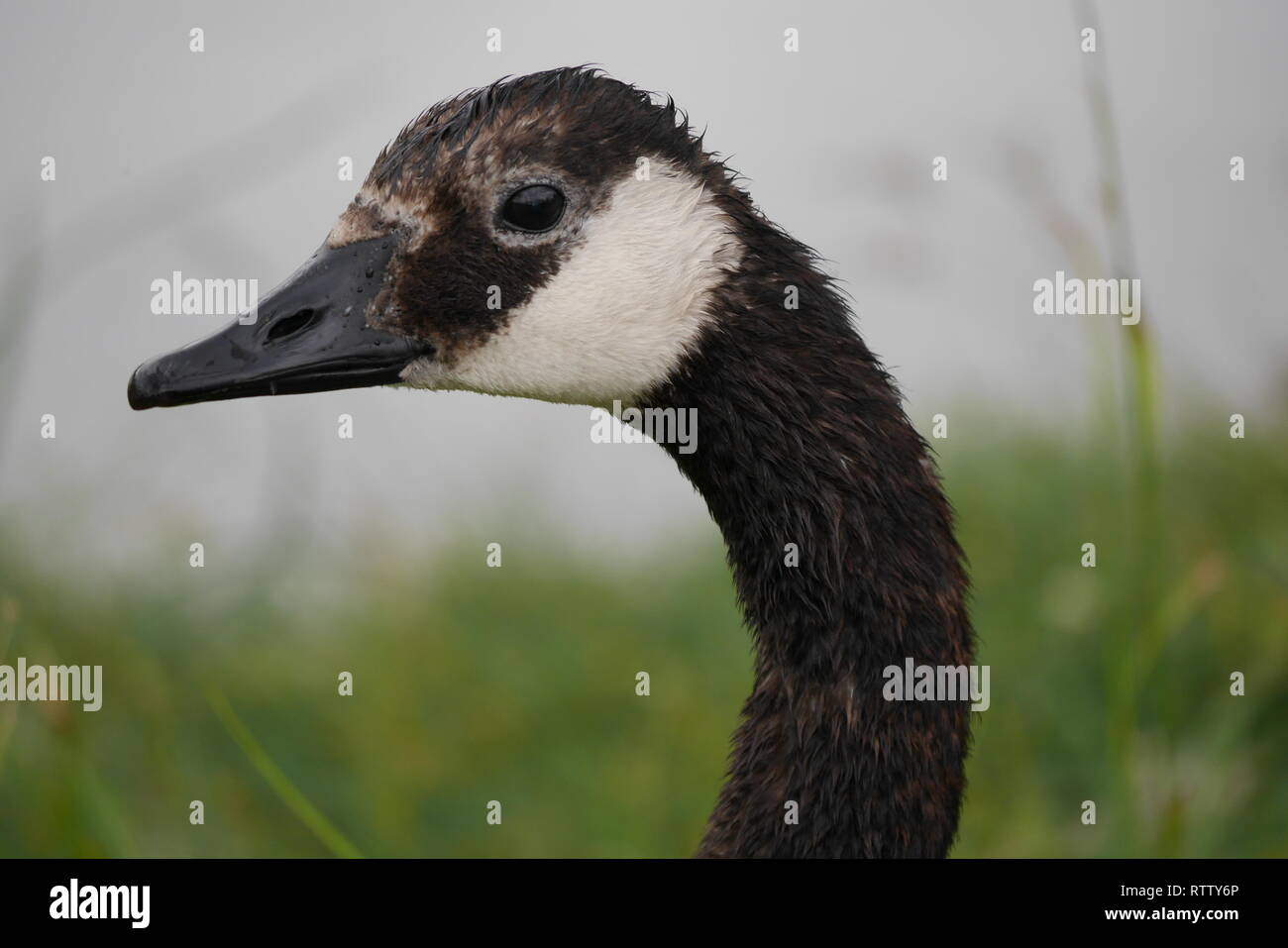 Oca canadese/ Oche Macro Close-Up Foto Stock
