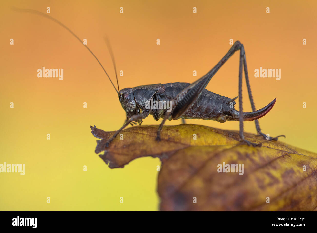 Il dark bush-cricket Pholidoptera griseoaptera in Repubblica Ceca Foto Stock