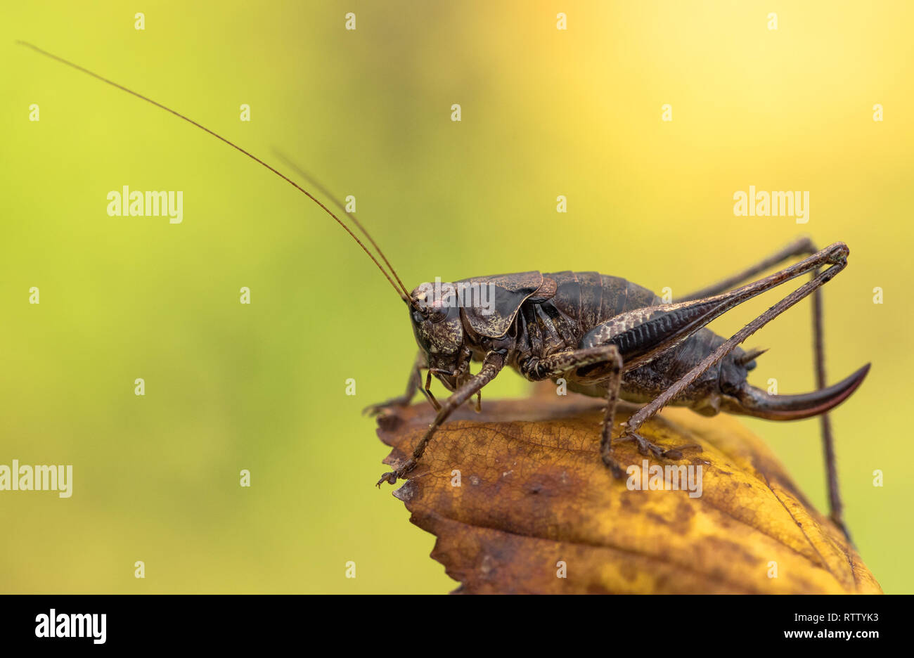 Il dark bush-cricket Pholidoptera griseoaptera in Repubblica Ceca Foto Stock