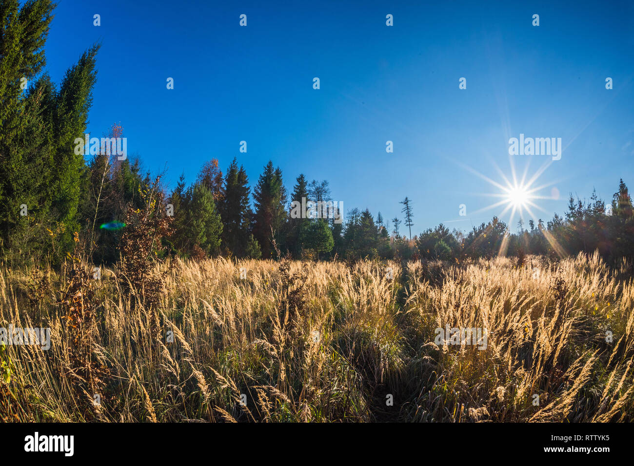 Radura nel bosco in autunno al tramonto in Repubblica Ceca Foto Stock Radura nel bosco in autunno al tramonto in Repubblica Ceca Foto Stock