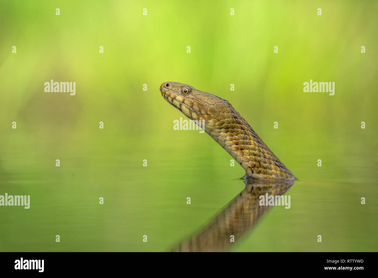 Biscia tassellata Natrix tessellata in Repubblica Ceca Foto Stock