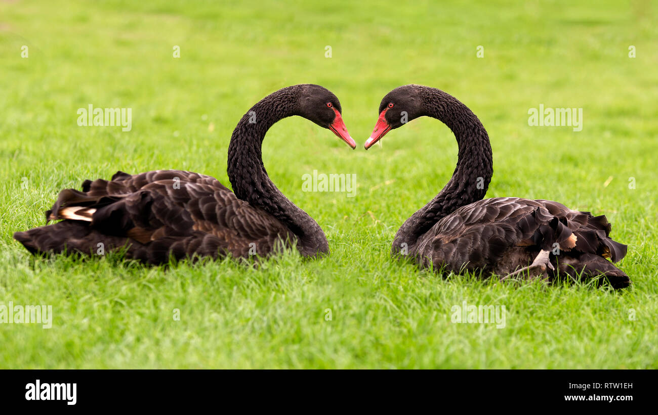 Cigni rendendo a forma di cuore con i loro colli Foto Stock