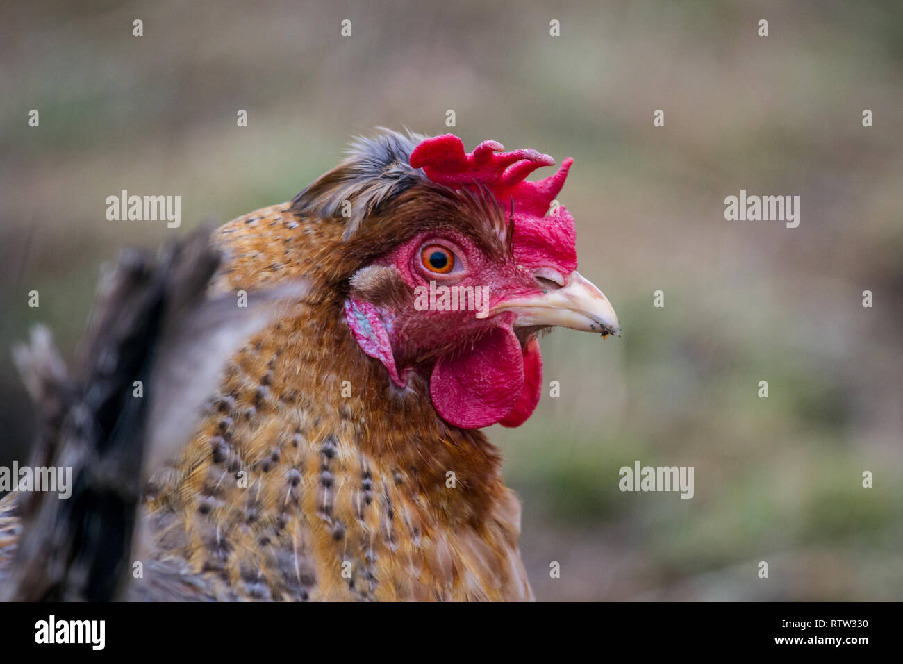 Free range chicken hen Foto Stock