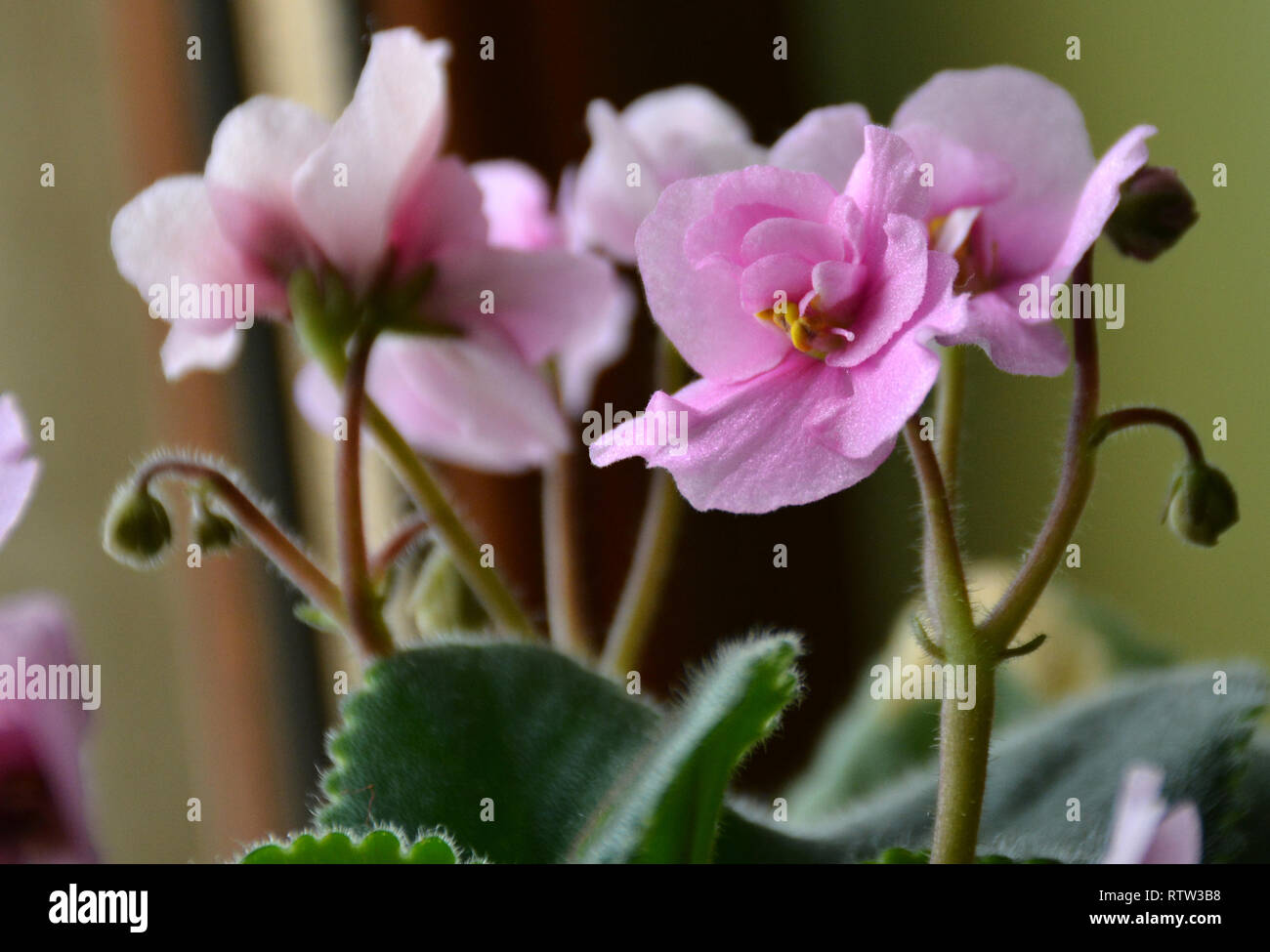 Fiore violaceo. (Viola). Viola boccioli di fiori di violette Saintpaulia. Germoglio di fiore. Chiuso di rosa-violetta petali di fiori bud circondato con foglie verdi. Foto Stock